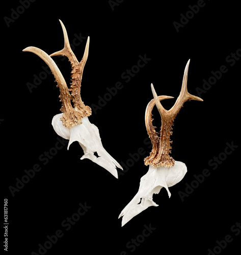 Quadro em tela Rare roe deer buck, roebuck skull with unique, abnormal antlers - both sides, isolated on black background