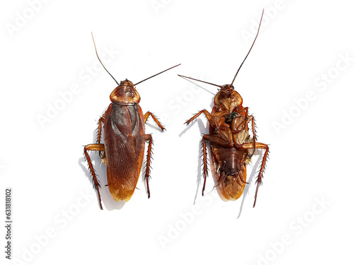 Dead cockroaches on white background5 © phornphol