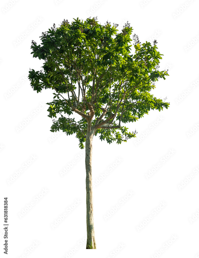 Obraz premium Green tree isolated on transparent background with clipping path.