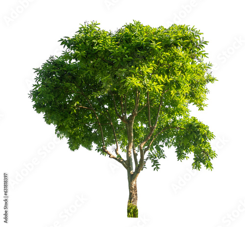 Green tree isolated on transparent background with clipping path..