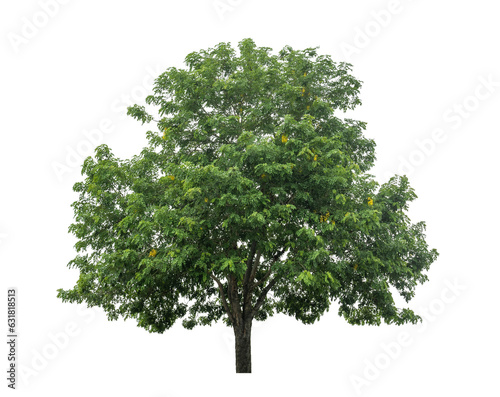 Green tree isolated on transparent background with clipping path  and alpha channel. 
