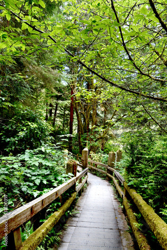 Trees of Mystery is a park and tourist attraction  near the coastal town of Klamath, California,  the trails are  through Giant Redwoods and a number of unusual tree formations, trees of mystery usa