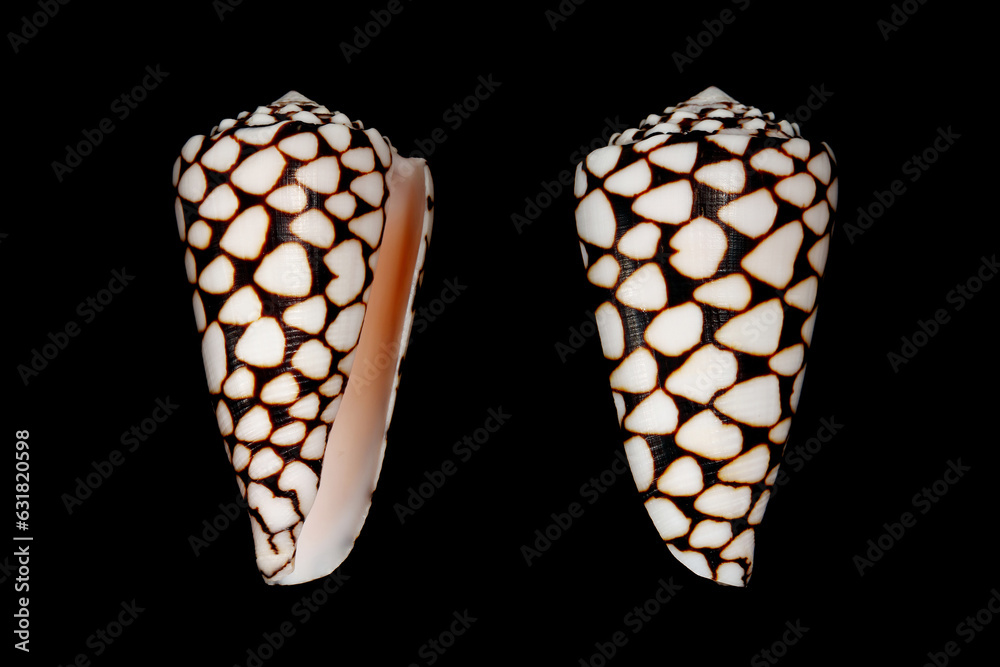 Foto de Marble cone (Conus marmoreus) sea snail is the venomous sea