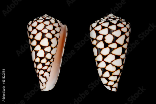 Marble cone (Conus marmoreus) sea snail is the venomous sea snail that can kill human from tropical Indo-Pacific sea photo