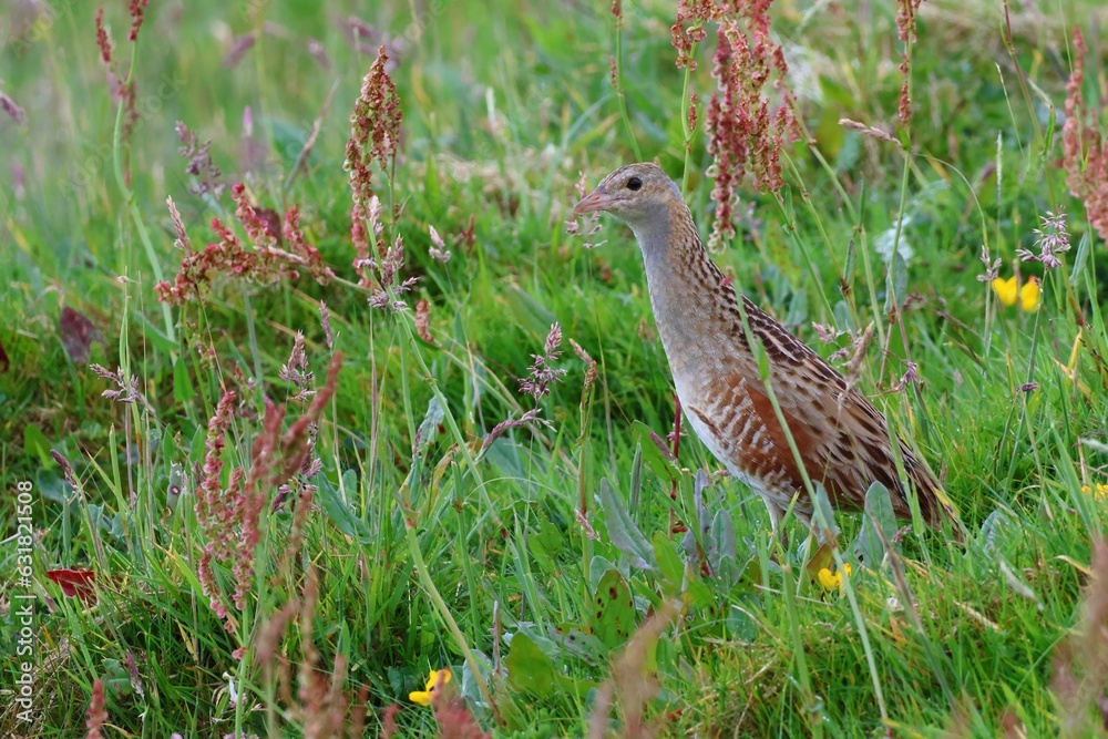 Closeup of a Corncrake in a lush green on a sunny day in Scotland Closeup of a Corncrake in a lush green on a sunny day in Scotland