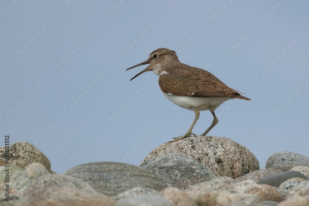 Closeup of a Common Sandpiper perched on a rocky surface under the blue sky in Scotland Closeup of a Common Sandpiper perched on a rocky surface under the blue sky in Scotland
