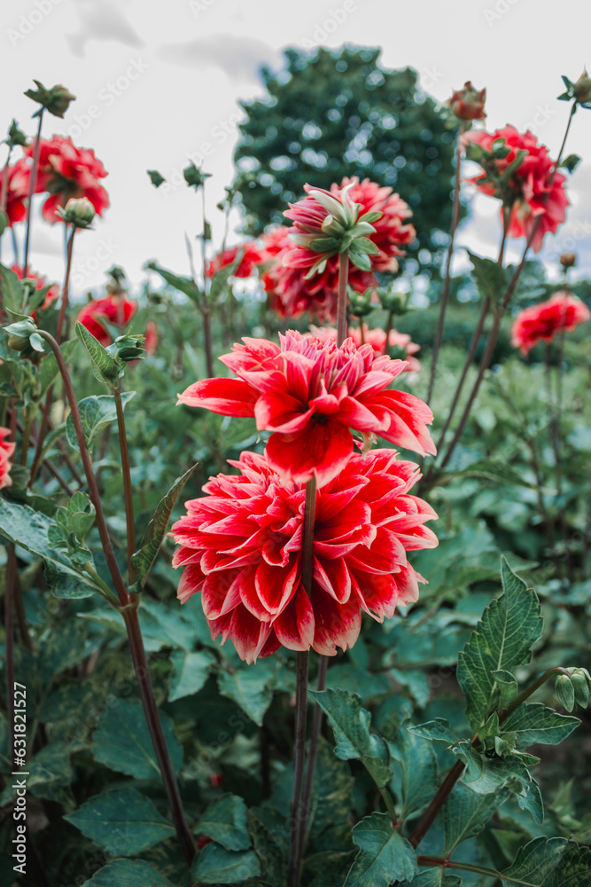 Red, yellow and white fresh dahlia flower macro photo. Bright beautiful flower in the garden