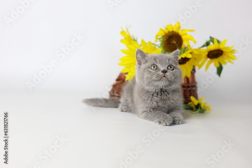 Wallpaper Mural Cute kitten play with sunflowers. British shorthair cat isolated on white background Torontodigital.ca