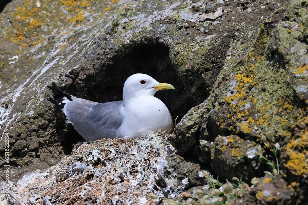 Closeup of a Kittiwake perched on  a rocky surface on a sunny with a blurry background in Scotland