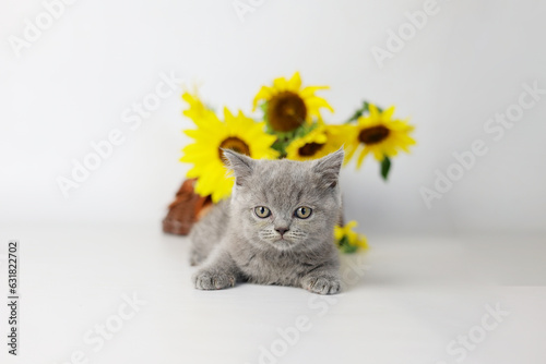 Wallpaper Mural Cute kitten play with sunflowers. British shorthair cat isolated on white background Torontodigital.ca