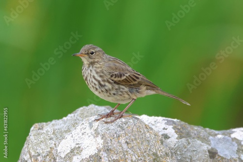 Closeup of a Meadow Pipit in a lush green on a sunny day with a blurry background in Scotland © Murray Wilson/Wirestock Creators