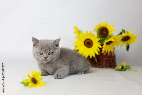 Wallpaper Mural Cute kitten play with sunflowers. British shorthair cat isolated on white background Torontodigital.ca