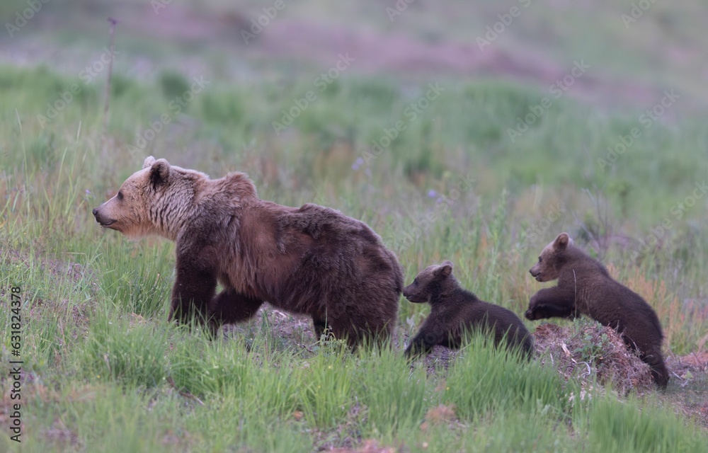Adorable family of bears walking in a grassland