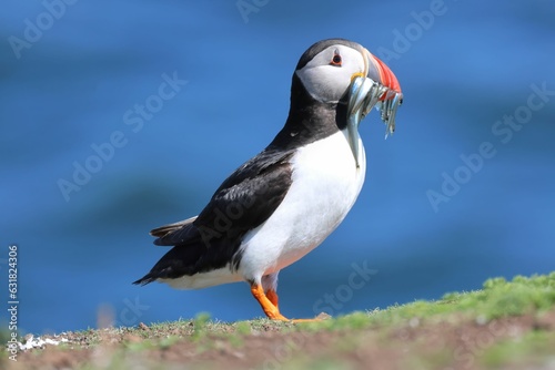 Closeup of a Puffin with fresh prey in a lush green with a blurry background in Scotland