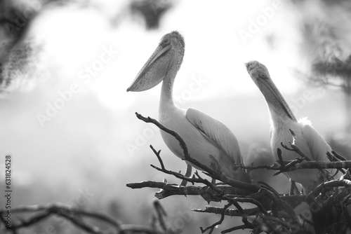 Closeup of Spot-billed pelicans perched tree at Uppalapadu Bird Sanctuary, India photo