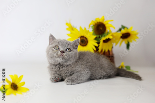 Cute kitten play with sunflowers. British shorthair cat isolated on white background
