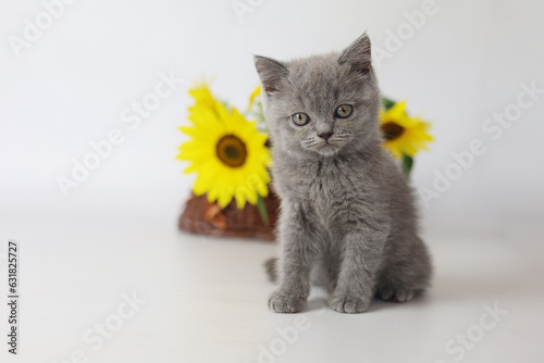 Wallpaper Mural Cute kitten play with sunflowers. British shorthair cat isolated on white background Torontodigital.ca