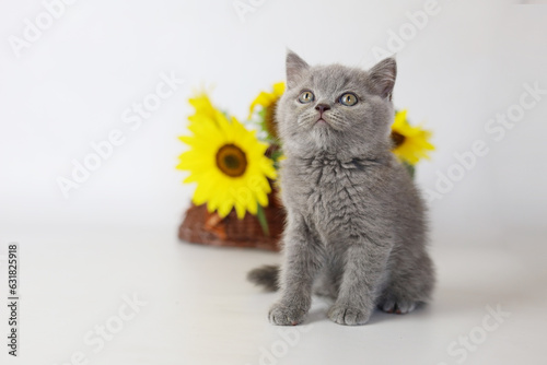 Wallpaper Mural Cute kitten play with sunflowers. British shorthair cat isolated on white background Torontodigital.ca