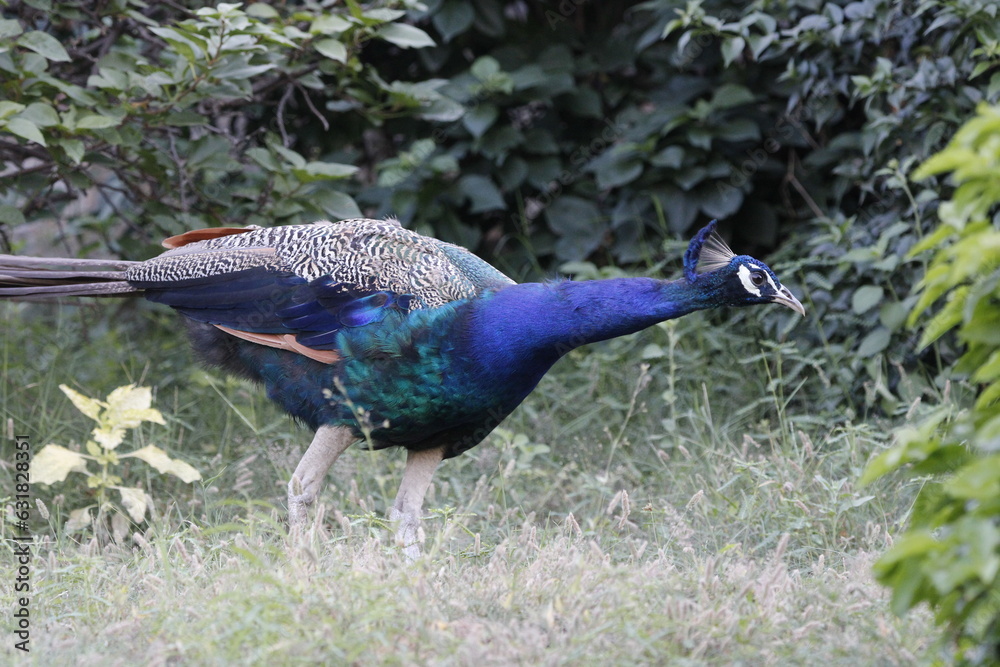 Beautiful peafowl in Jungle near Jaipur. Peafowl sign of prosperity. Beautiful wall mounting of Peacock peafowl. Beautiful peafowl in Jungle near Jaipur. Peafowl sign of prosperity. Beautiful wall mounting of Peacock peafowl.