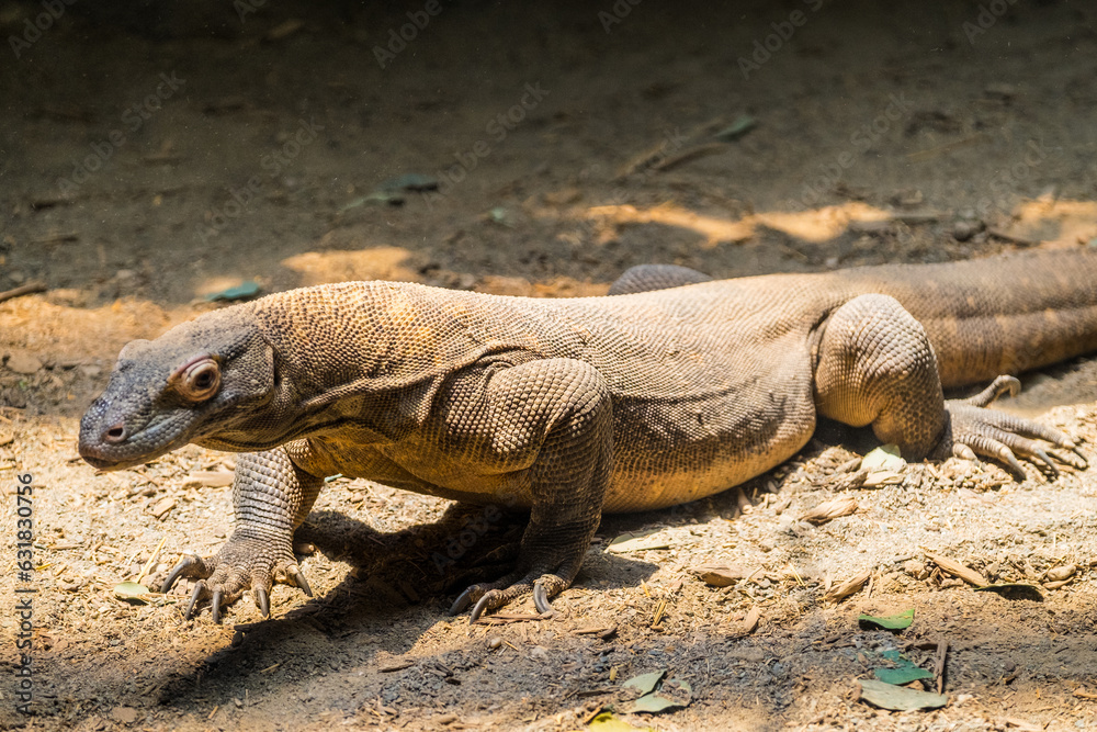 komodo dragon lizard komodo dragon lizard