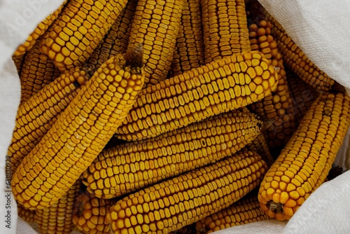 Closeup of dry corns in a bag