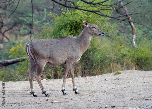 Nilgai in forest
