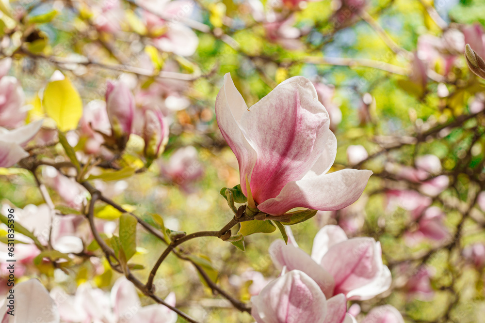 beautiful magnolia bloom against the blue sky