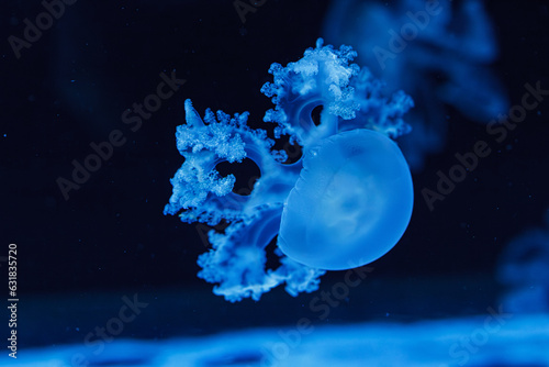 underwater shot of beautiful Marbled Jellyfish / Lychnorhiza Lucerna