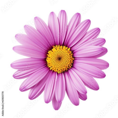 Isolated delicate gerbera flower , isolated on transparent background cutout, png for collage, banner, poster, web and packaging