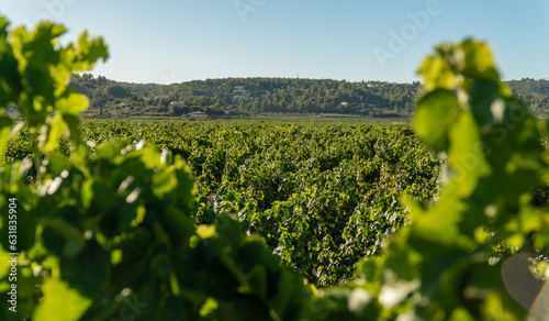 Vineyard fields in summer, with mountains in the background, in LLíber (Alicante, Spain) photo