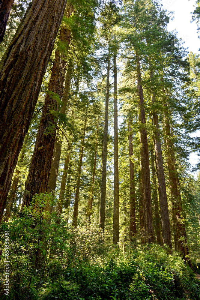 Redwood National and State Parks are a string of protected forests, Redwoods State Park has trails through dense old-growth woods, Tallest Tree on Earth, They Live for Thousands of Years, California, Redwood National and State Parks are a string of protected forests, Redwoods State Park has trails through dense old-growth woods, Tallest Tree on Earth, They Live for Thousands of Years, California,