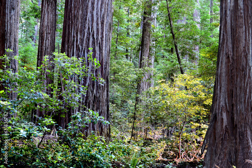 Redwood National and State Parks are strings of protected forests  in California  Redwoods State Park has trails through dense old-growth woods. The trees are almost 400 feet high having wide trunks  