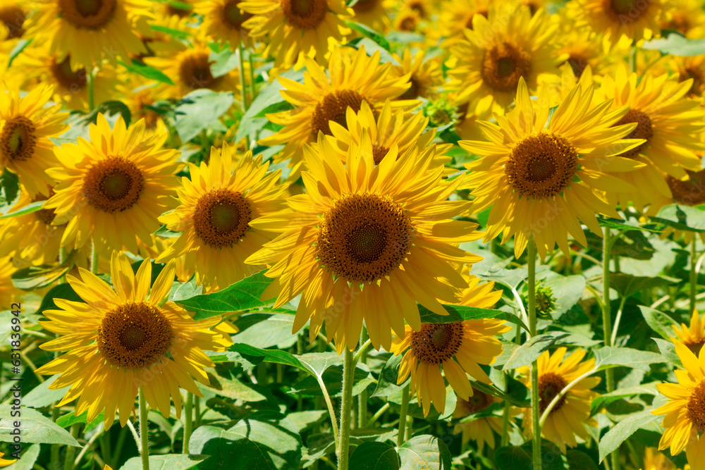向日葵畑　青い空