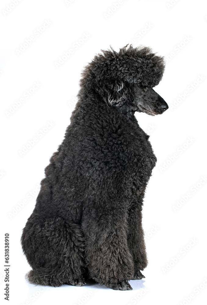  standard poodle in studio