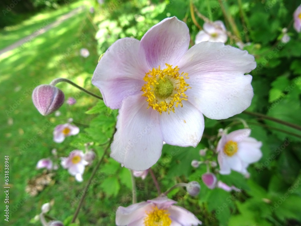 Fototapeta premium Herbst-Anemone