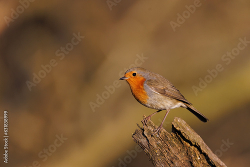 robin on a branch © Hans-Peter Ilge