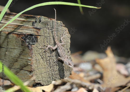 Juvenile prairie lizard (Sceloporus consobrinus) perched head-down on the end of a post.  photo