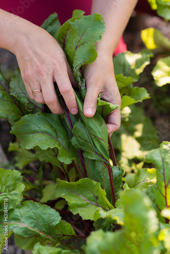 farmer harvests beets from his garden. Beet leaves. Fresh beetroot.