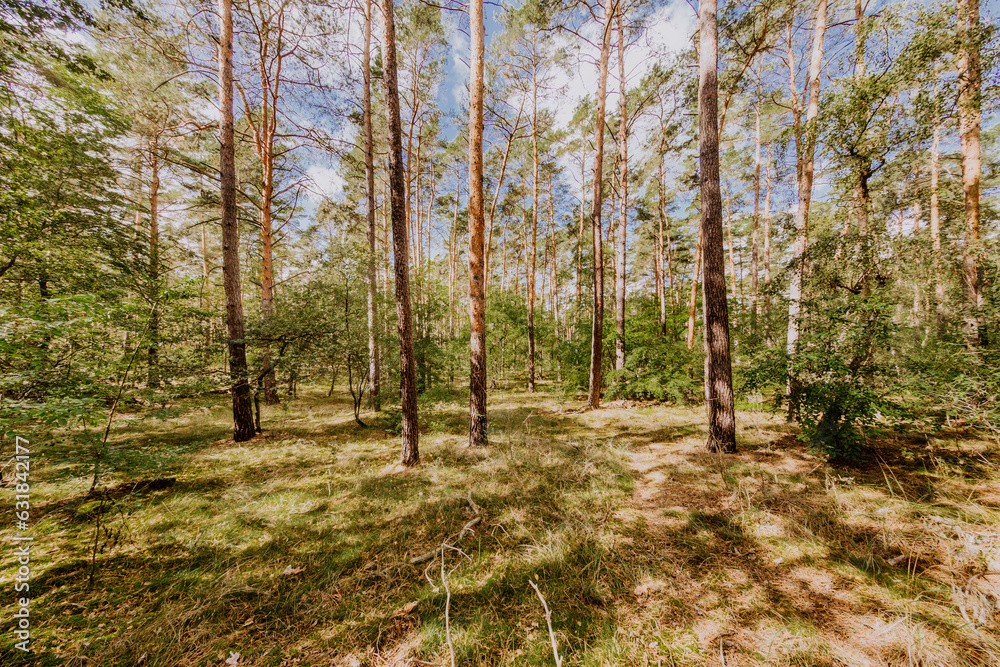 ein Wanderweg durch einen erhelten Wald ein Wanderweg durch einen erhelten Wald