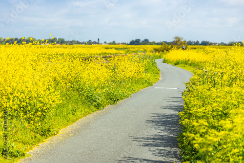 Cycle path and fields of wild mustard on Ile de Ré, France in the natural reserve of Lilleau des Niges