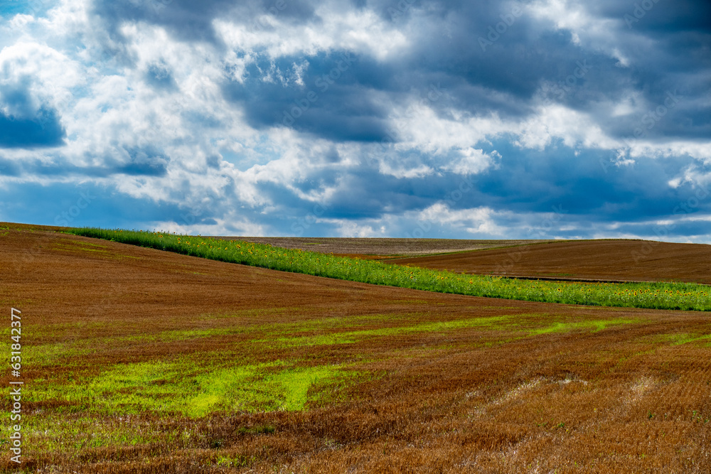 Frisches grün auf feuchtem Ackerboden nach vielen Regenfällen im Sommer