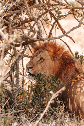 Male lion relaxing under a tree in the shade, on a safari, Ol Pejeta Conservancy, Kenya, Africa. 