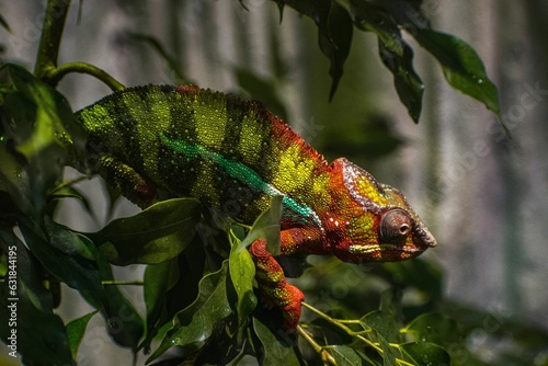 Closeup shot of a panther chameleon photo