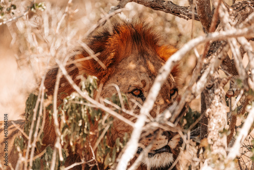 Male lion relaxing under a tree in the shade, on a safari, Ol Pejeta Conservancy, Kenya, Africa. 