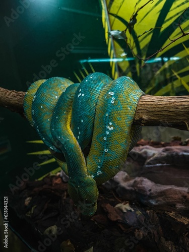 Beautiful closeup shot of an exotic Green tree python on branch in zoo terrarium