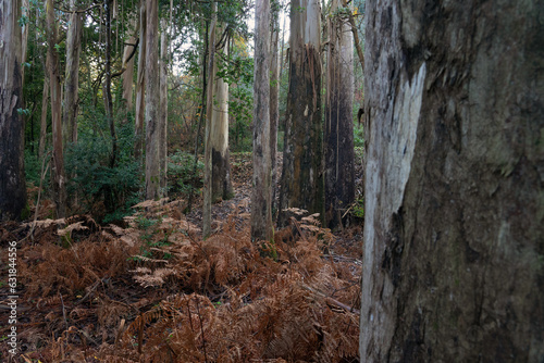 Souto da Retorta eucalyptus forest with very large trees in Lugo province  Galicia  Spain.