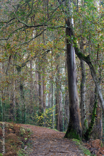 Souto da Retorta eucalyptus forest with very large trees in Lugo province, Galicia, Spain. photo