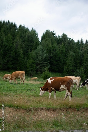 Group of cows grazing in the field with fir forest trees in the background