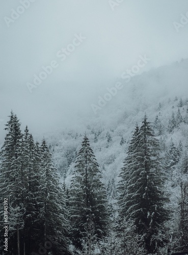 Aerial view of snow covered forest with dense trees