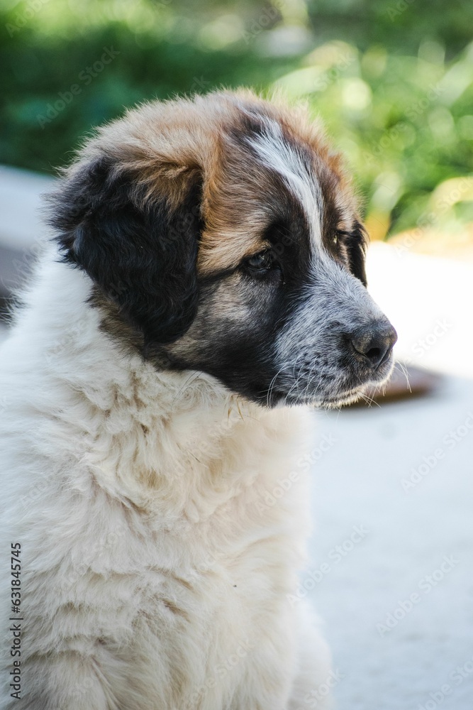 Vertical shot of a sad Moscow Watchdog puppy